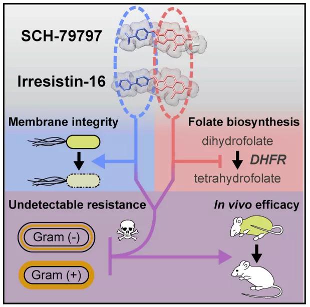 对革兰阴性杆菌有效的抗生素,适用于革兰氏阴性菌的抗生素