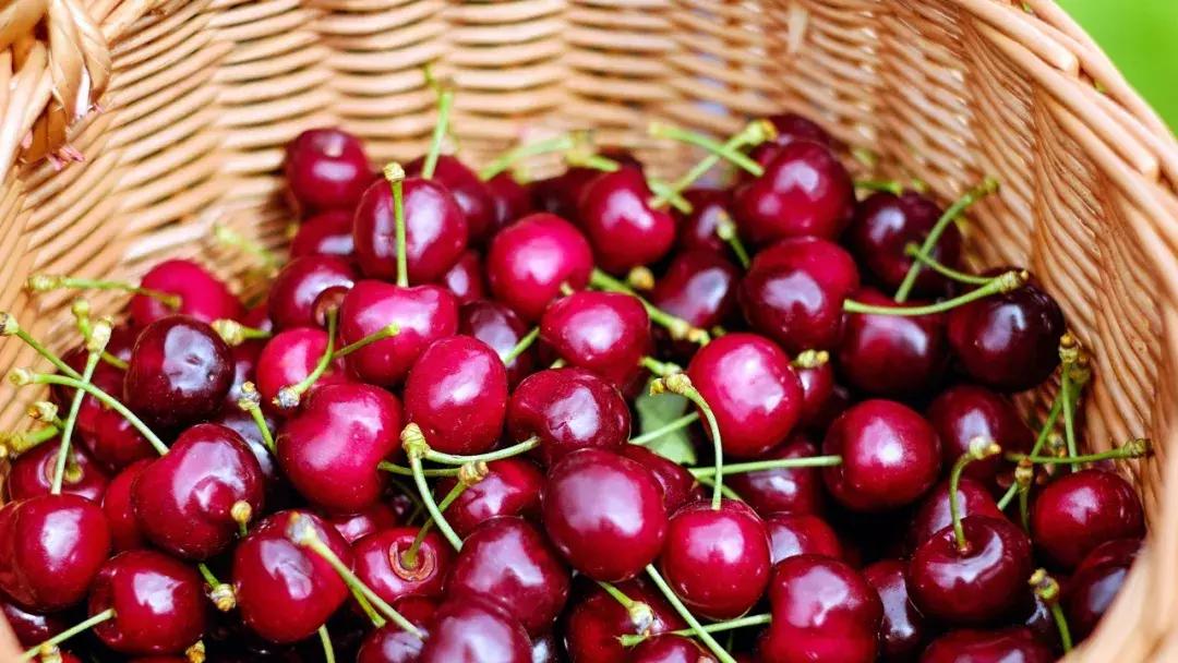 成都出发不到1h！3000多亩樱桃桑泡er随你摘，吃不饱算我输！