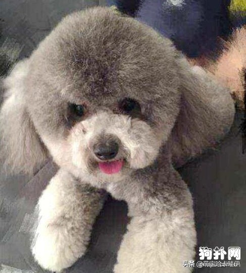 黑色泰迪褪色后什么样,黑色泰迪多大开始褪色