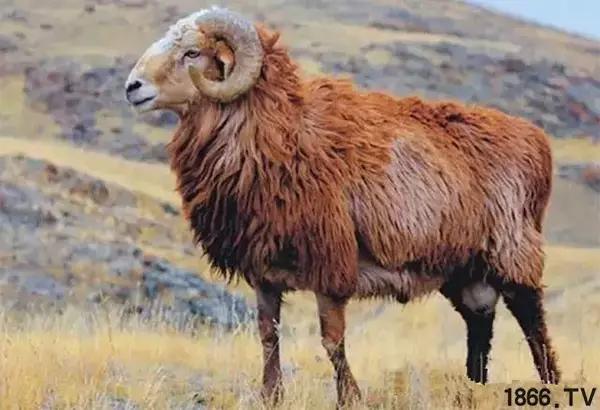 最厉害的10种羊,最好的种羊是什么品种呢