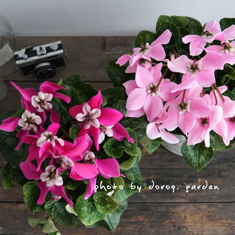 过年家里必摆的九道菜,过年家里摆的喜庆的物件