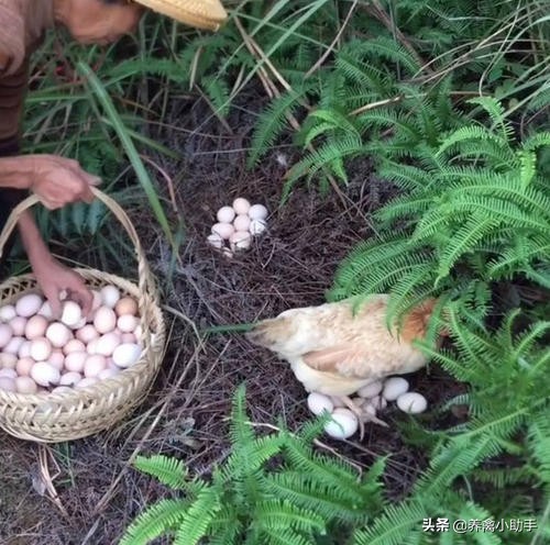 散养土鸡的利润与成本真实,散养土鸡下蛋利润多少