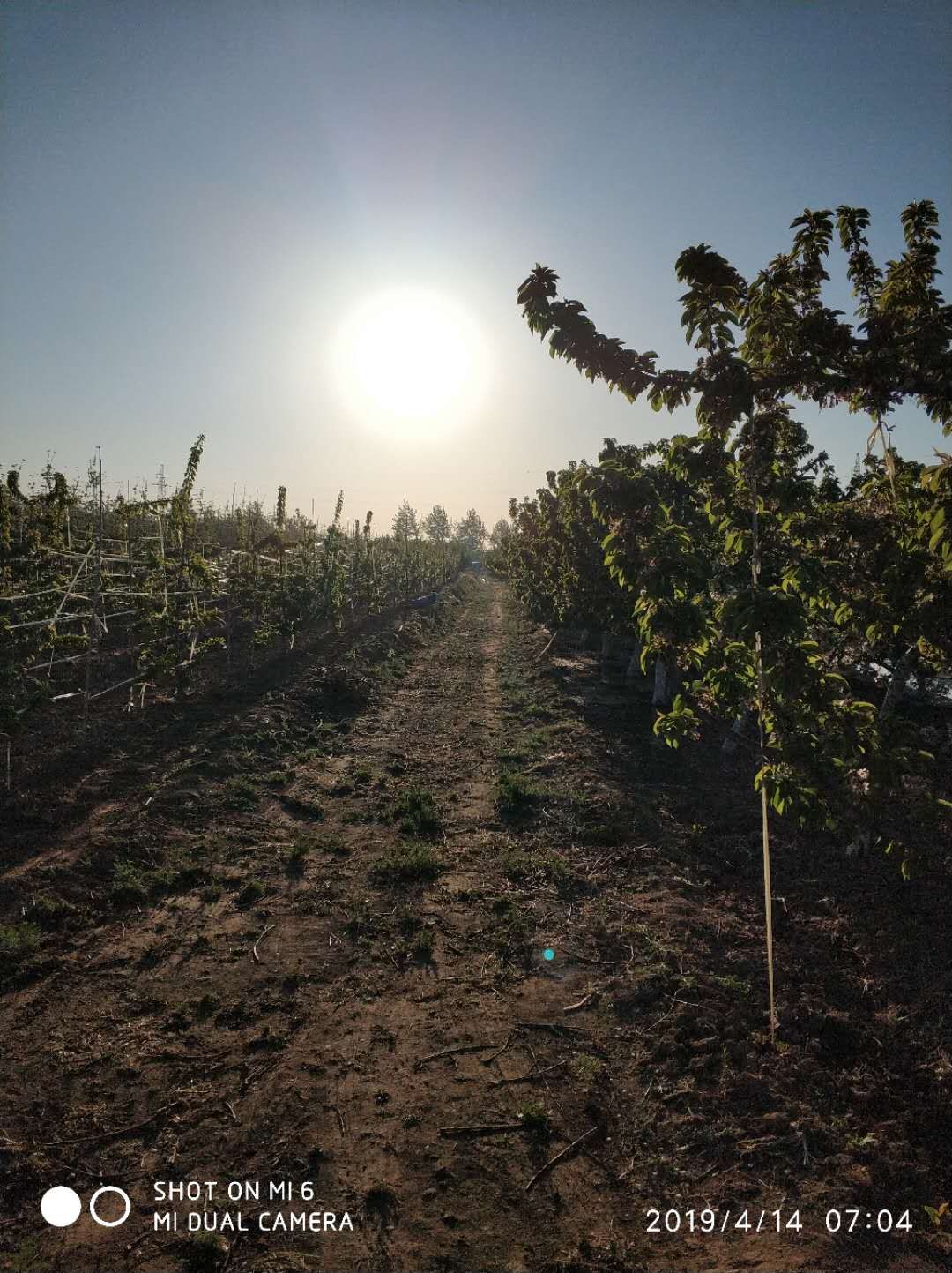 水果预售成功案例,网络卖水果骗局揭秘视频