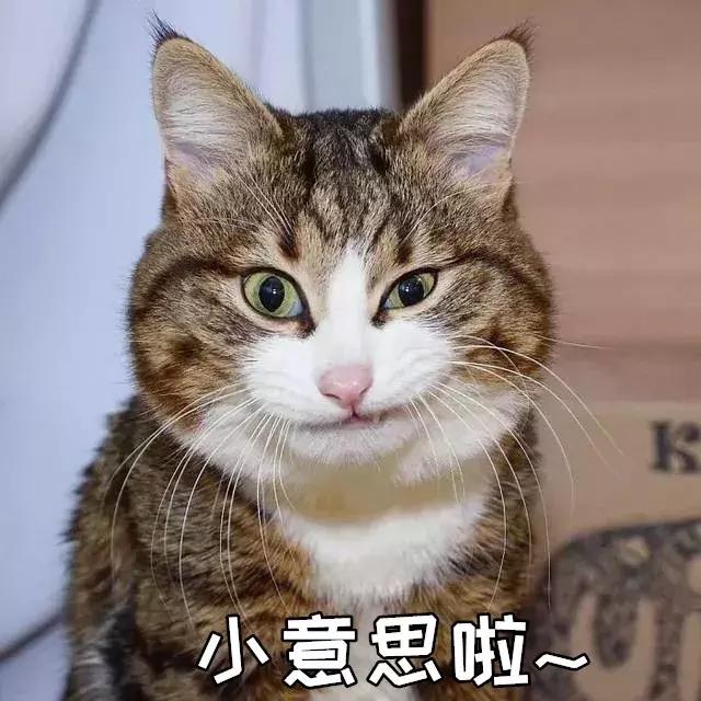 喵星人的反应能力超出常人,喵星人战斗力有多强