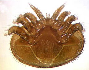 蜜蜂蜂螨特效药,蜜蜂身上的虫子