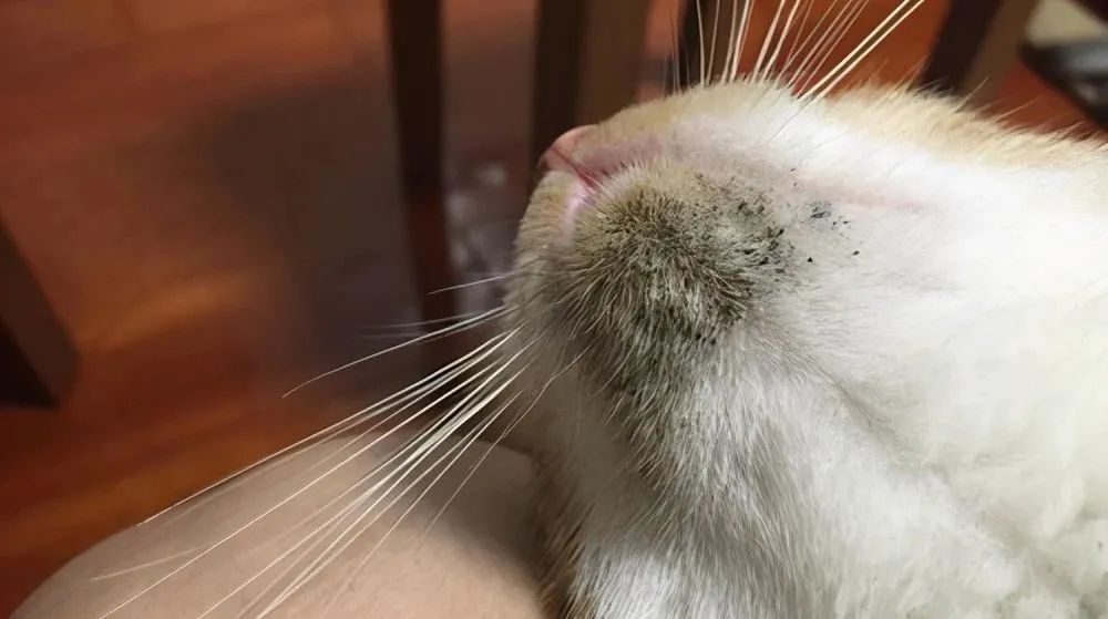 瀹犵墿鍐诲共鍏ㄥ妗舵斁鑲夌殑杩囩▼,瀹犵墿闀垮绉樼睄