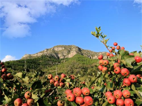 山楂树种植：科学规范管理山楂树，提高山楂树果实产量