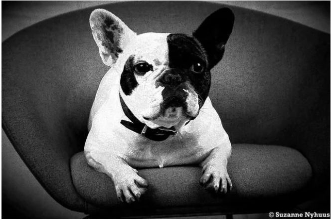 宠物百科澳洲牧牛犬,蓝色法国斗牛犬优缺点