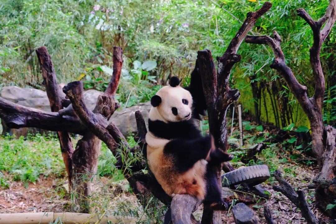 广州长隆怎么玩最划算攻略分享,广州长隆省钱攻略