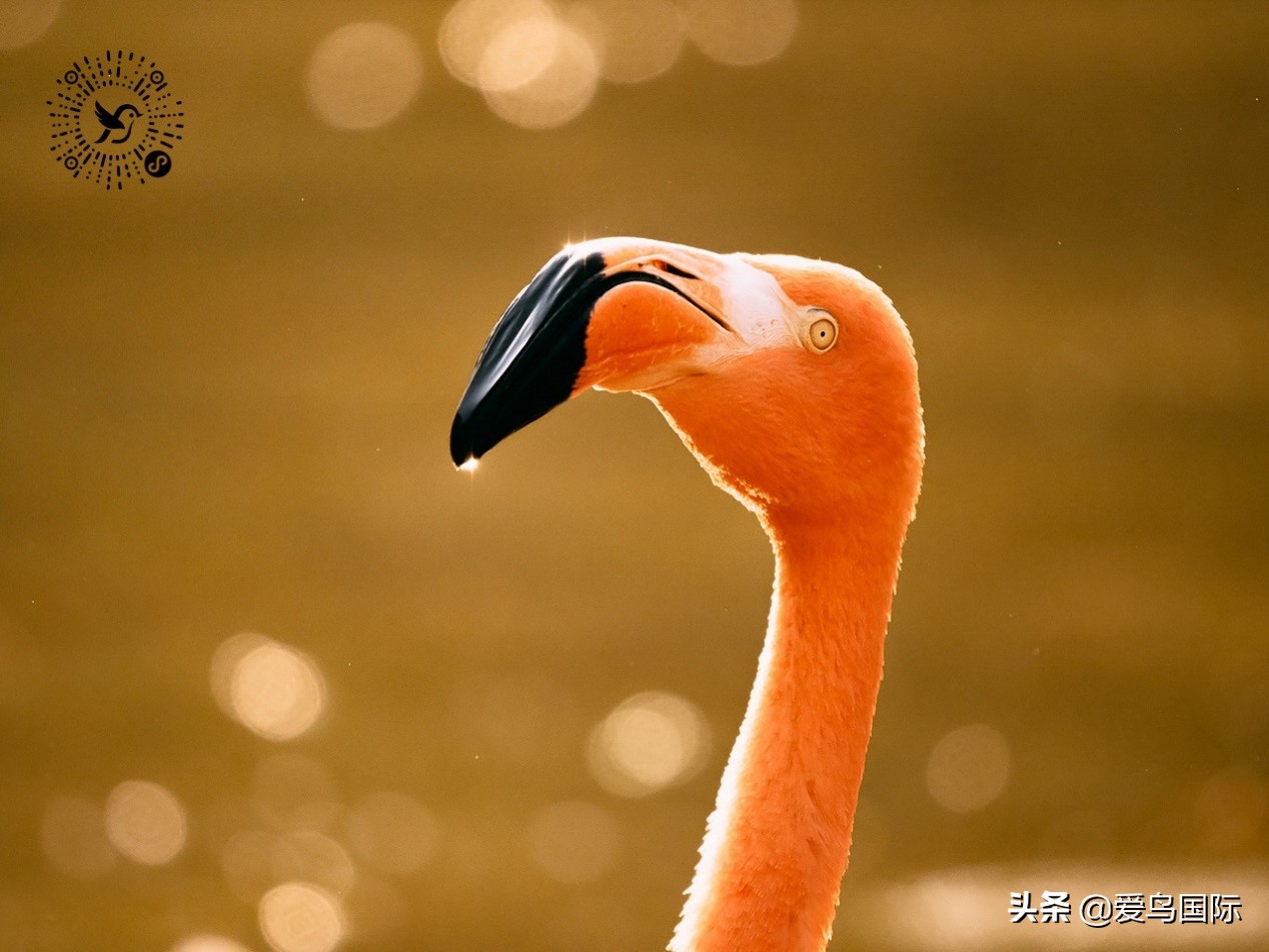 奥林巴斯2000m,奥林巴斯40-150r镜头评测