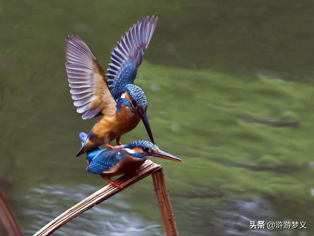 常见但是说不出名字的动物,六种不常见的鸟