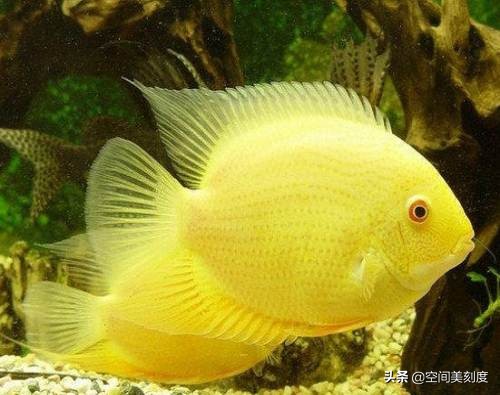 易养的热带观赏鱼有哪些,好养耐活的热带观赏鱼都有哪些