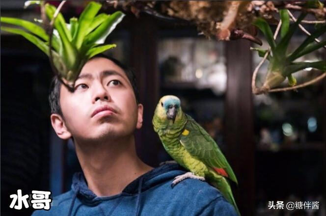 水哥为什么不继续上最强大脑,当年最强大脑的水哥现在如何了