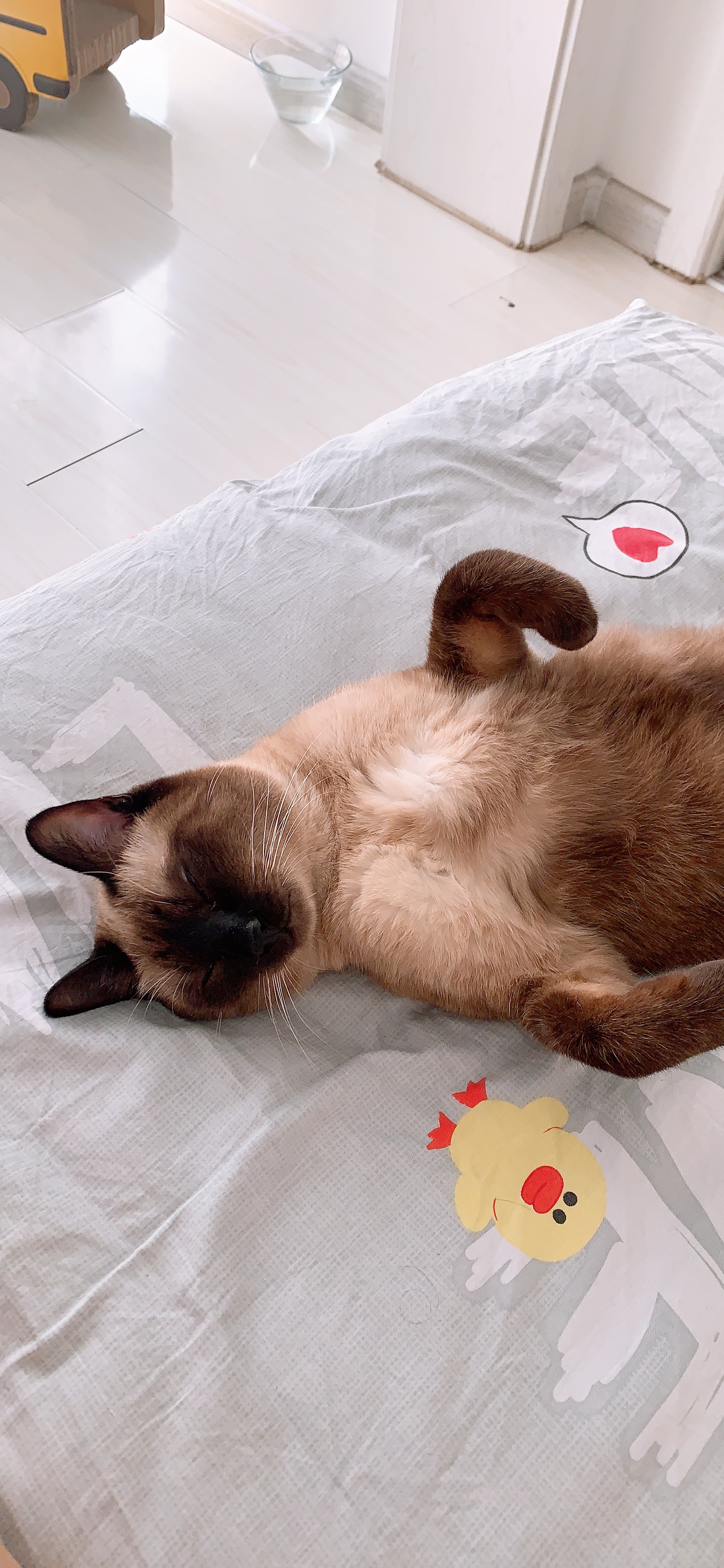 新手买猫该怎么说,新手买猫应该问什么问题