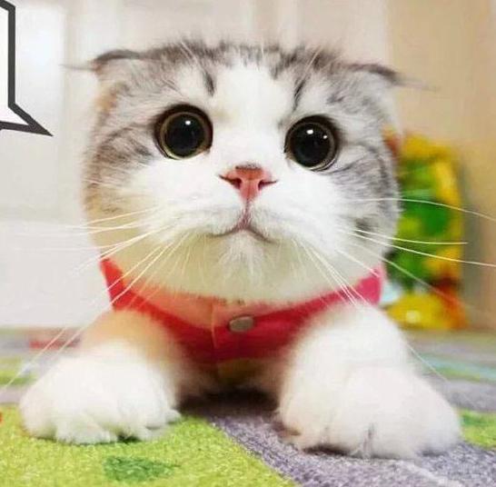 养猫的铲屎官一定要注意除癣,准备养猫的人看的视频