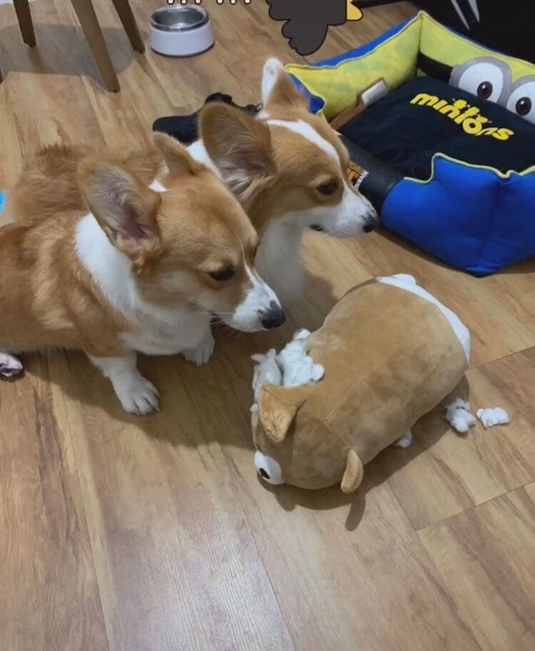 柯基咬拖鞋主人反咬玩具,两只柯基抢玩具