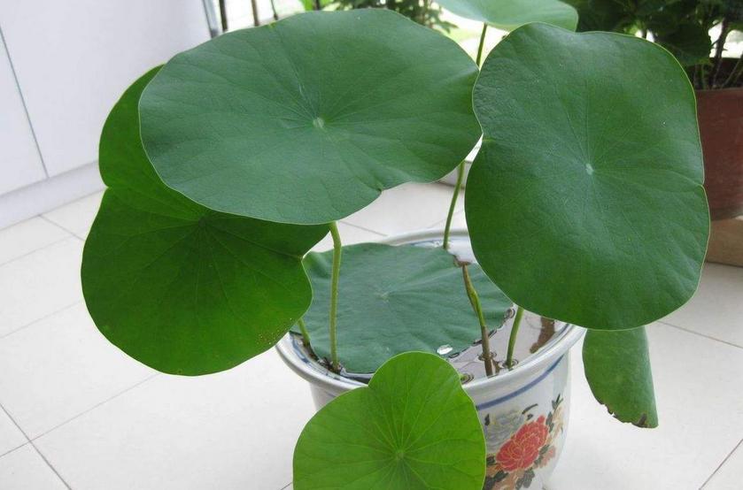 好看的中小型荷花品种,空间小养绿植