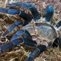 被过分*制抵**的爬宠，能不能存在于阳光之下？