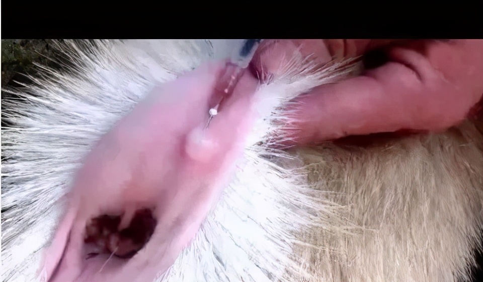 养殖户学习技巧,学习给羊打针技术