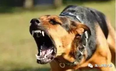 花粥根本不会唱歌,花粥歌曲只不过是