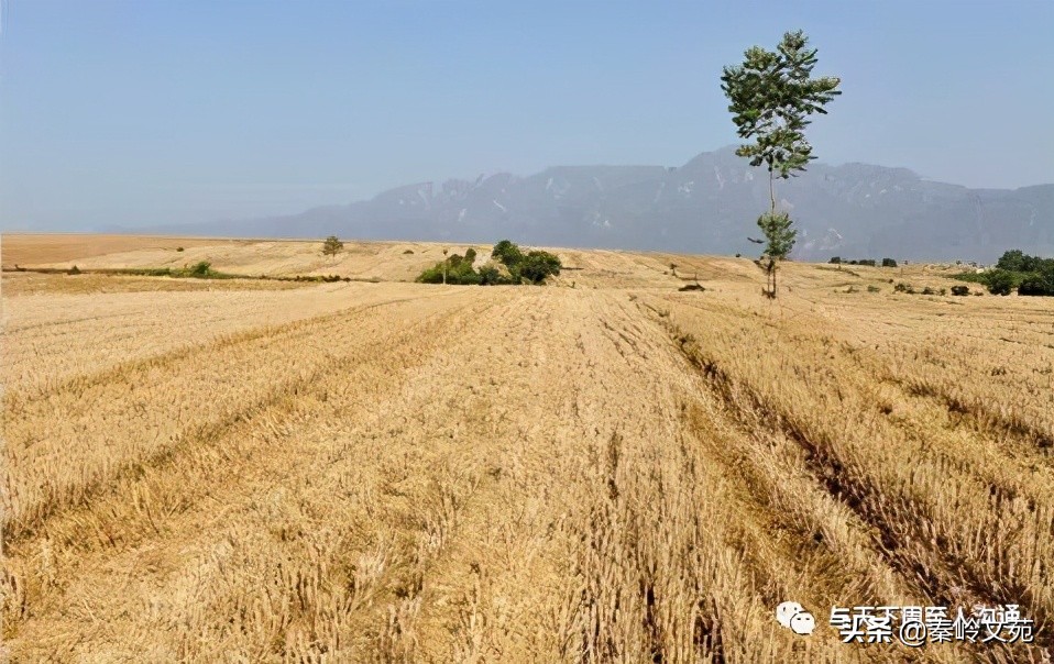 赵科第:乡村记事——收麦那些事儿