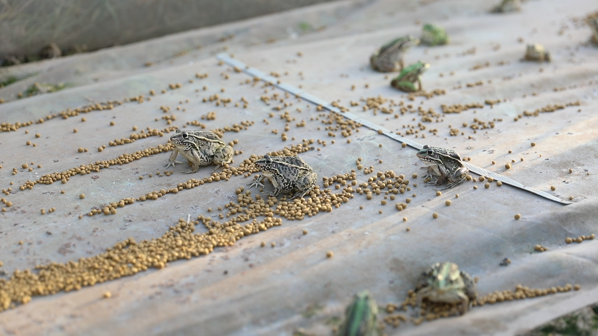 2022进入养殖青蛙行业晚吗,青蛙怎么养殖的一亩成本是多少