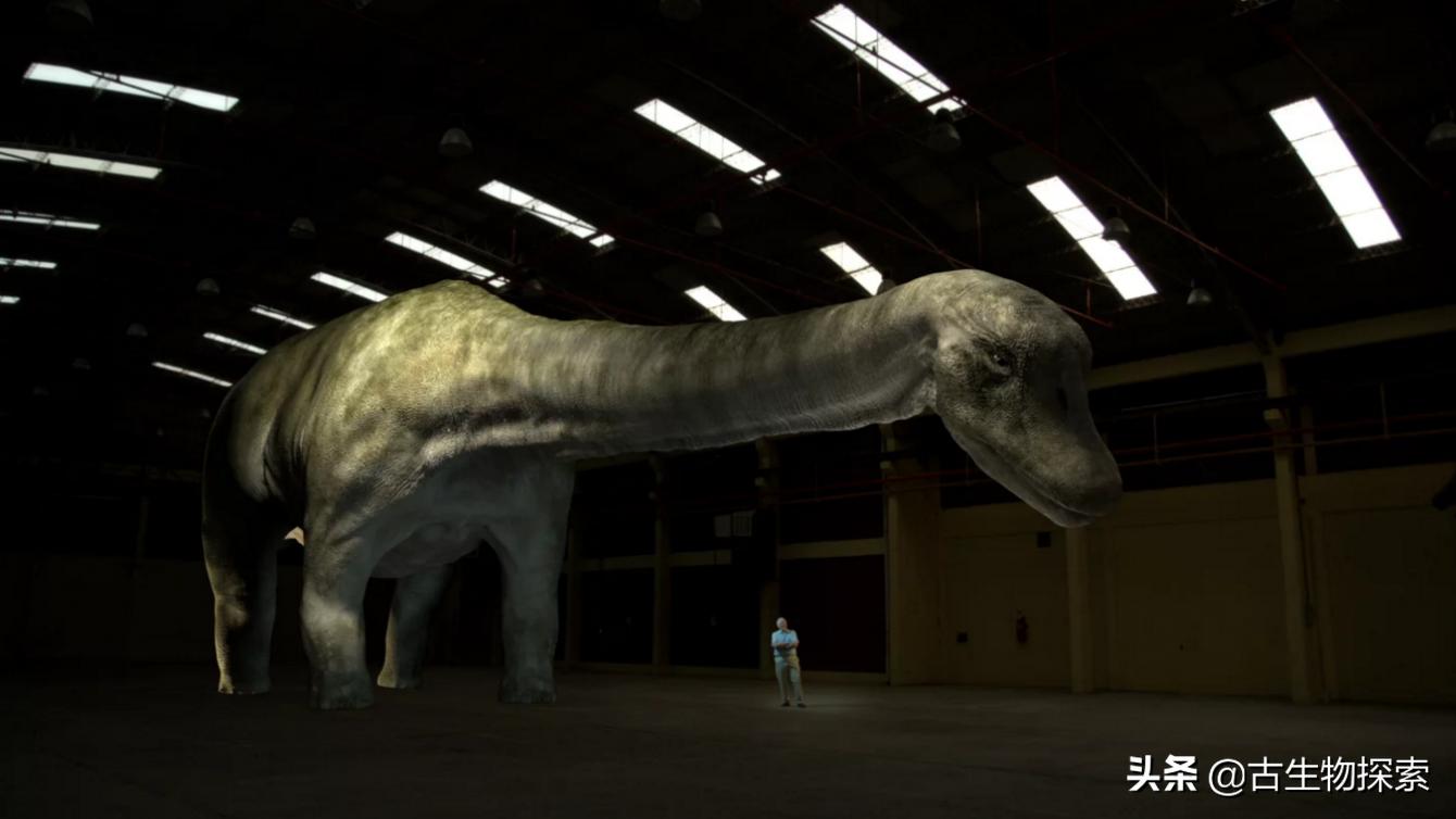 巴塔哥泰坦龙完整化石,巴塔哥泰坦龙进化史