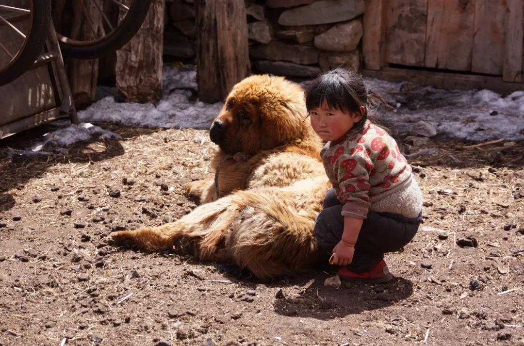 藏獒变流浪狗,藏獒从一条换北京两套房