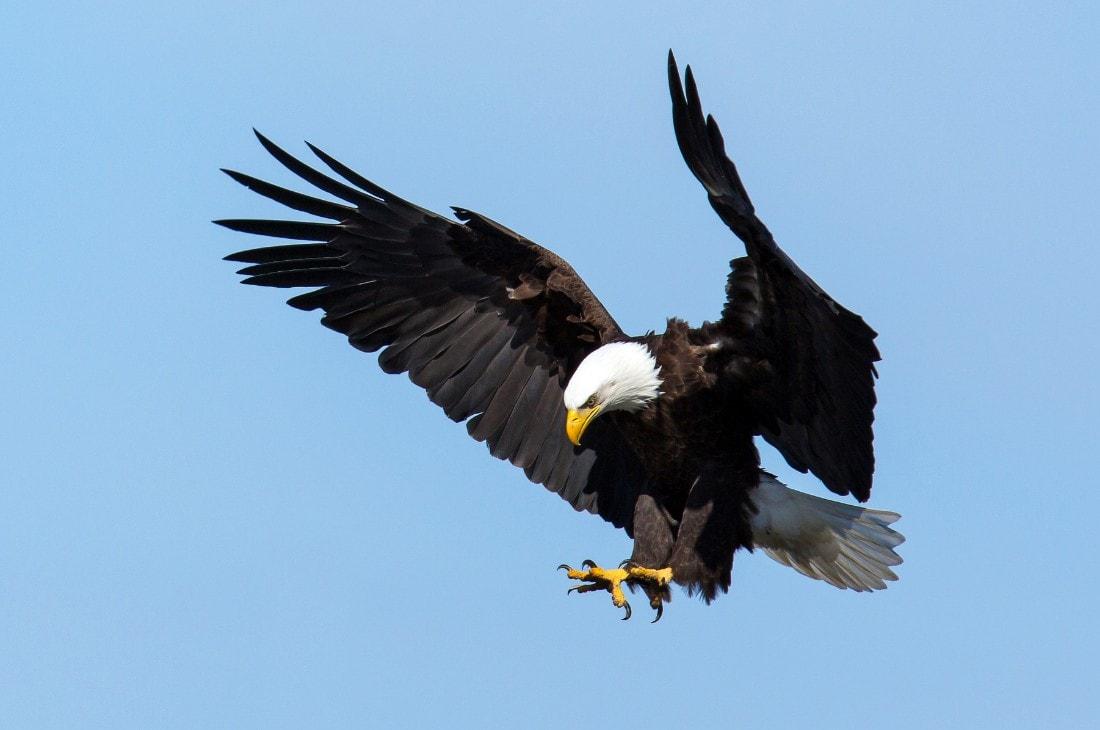 鹰中奇葩，又懒又渣，长得还像梁朝伟？