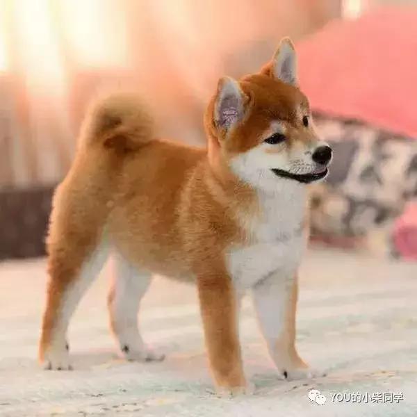 怎样买纯种的柴犬,哪里可买到又便宜又正宗的柴犬