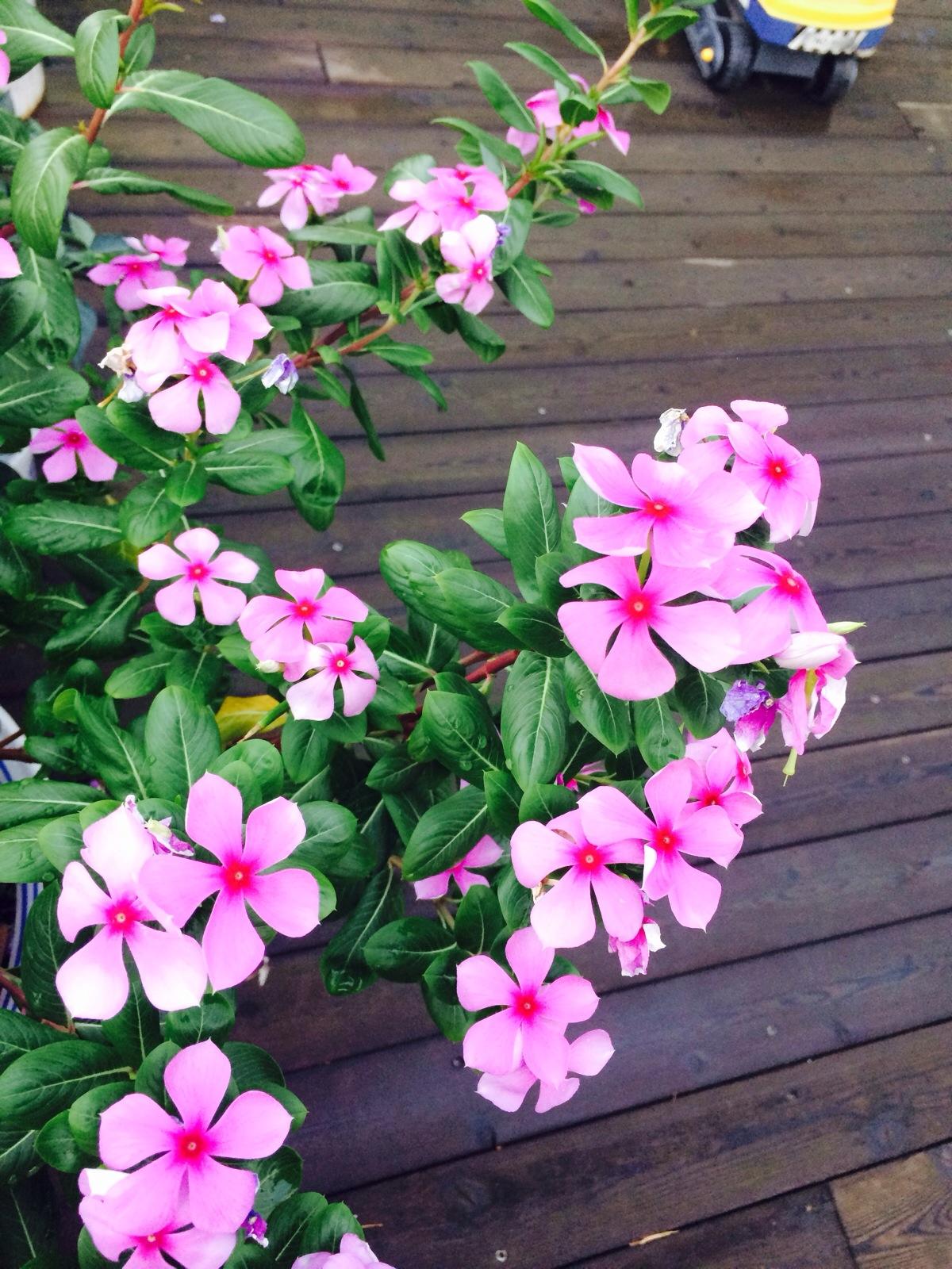 养长春花“讲究”真不少，不说还以为很好养呢？难怪养不好！