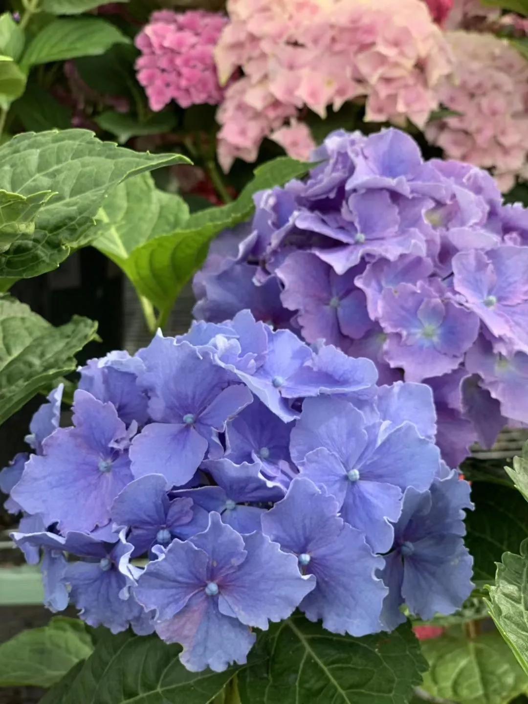 春季绣球叶子发皱怎么回事,夏季绣球老叶子都干枯怎么处理