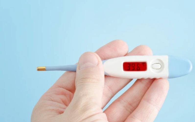 虎皮鹦鹉吃什么对羽毛好,虎皮鹦鹉吃什么食物