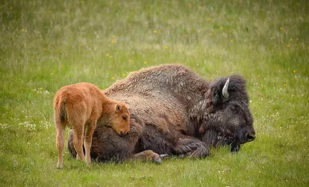美洲野牛最大体重,美洲野牛巨大的体型