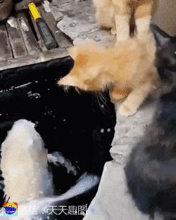 搞笑动图gif图片合集,搞笑动图gif微信可爱表情包