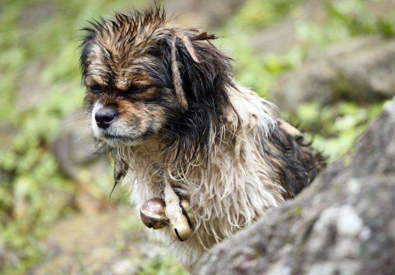 影响狗狗体型的主要因素是什么,影响狗狗美貌的常见皮肤病