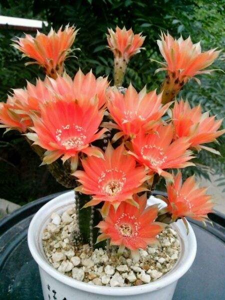 超大仙人掌盆栽黑金刚,名贵高档仙人掌黑金刚