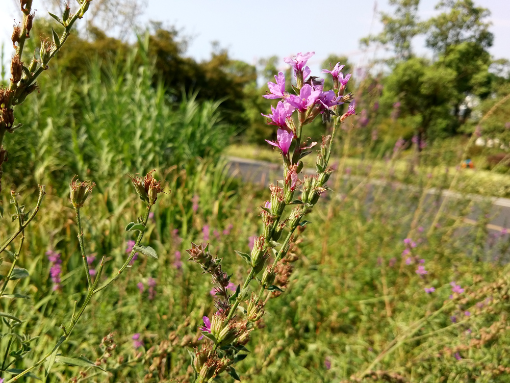 魅族魅蓝e测试视频,魅族魅蓝e系列手机怎么样