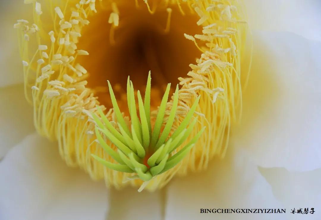 附近的火龙果采摘园海南,海南火龙果采摘