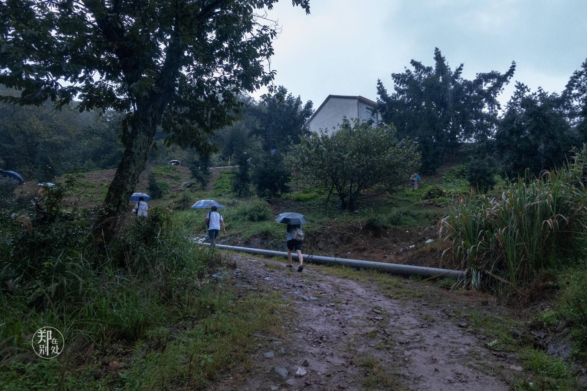 香榧古道,香榧古道徒步路线哪条景色美