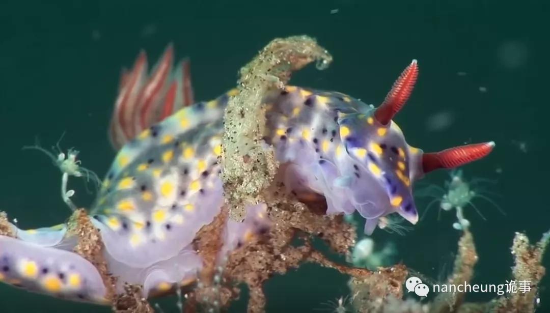 深海迷航第49天神秘生物,深海海底神秘的10种生物