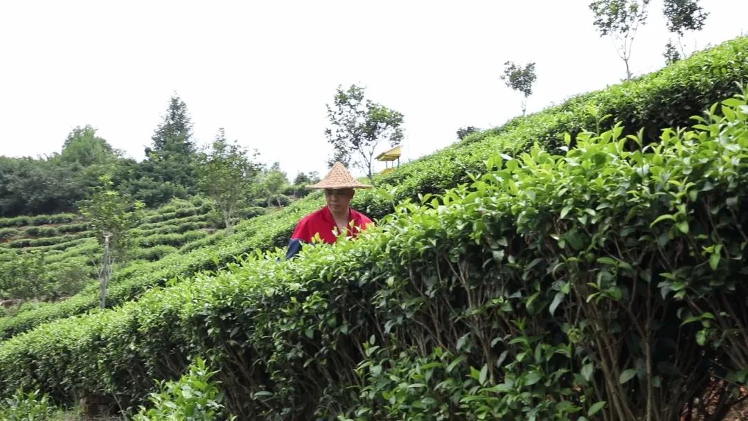坦洋工夫红茶与普通红茶的区别,岩茶和坦洋工夫红茶的当家品种
