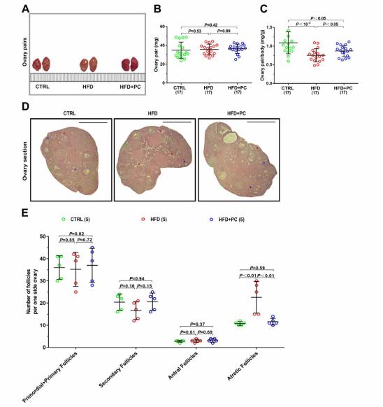 虾青素可以治疗卵巢早衰吗,蛋白粉对卵巢早衰有帮助吗