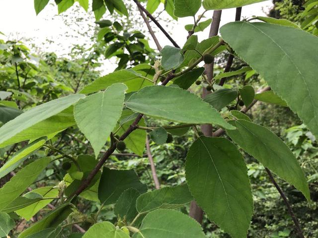 构树的药用价值可治什么病,构树树叶药用价值
