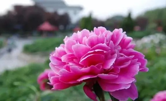 盘点世界各国国花你最喜欢哪种,什么品种的国花好