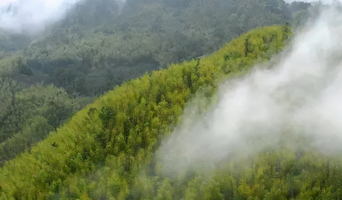 沸水泡祁门红茶缺点,开水泡红茶会怎样