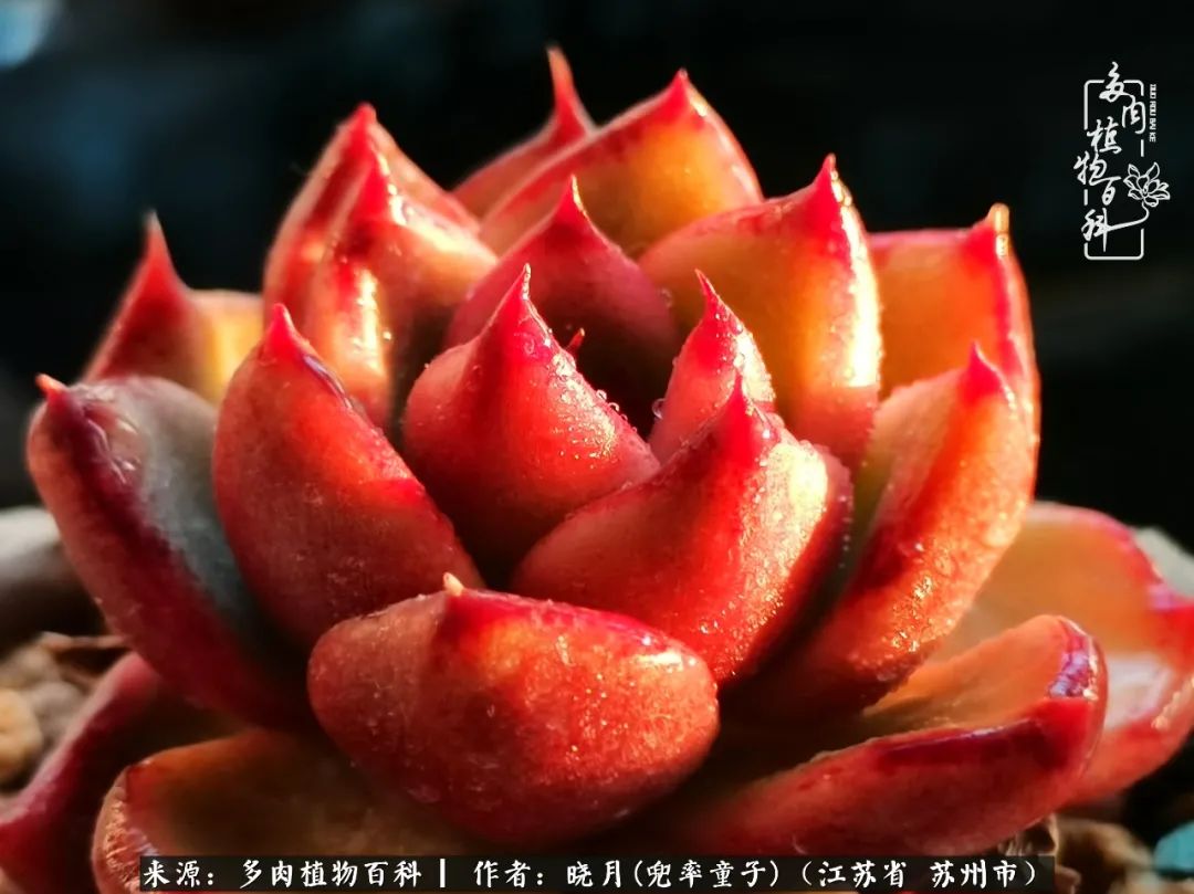 六年时间环游22个国家,却被多肉小萌物征服