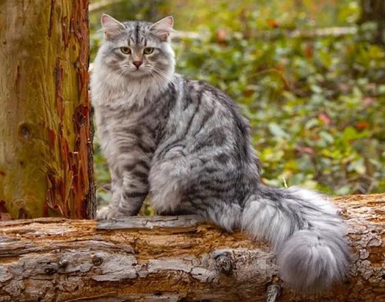 这5种猫不仅忠诚还好养,很可怕的5种猫不建议饲养