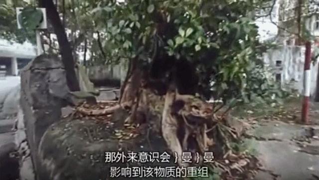 真实事件改编（十五）：她是完美情人，却只想吃了你