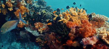 渔业危机纪录片,渔业阴谋纪录片预告